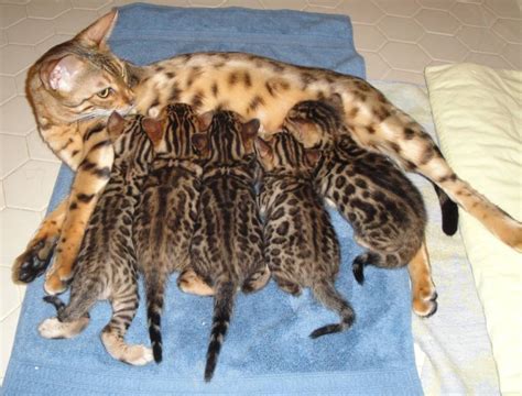 The bengal cat is a domesticated cat breed created from hybrids of domestic cats, especially the spotted egyptian mau, with the asian leopard cat (prionailurus bengalensis). rubyclaw.com - Home & MEWS