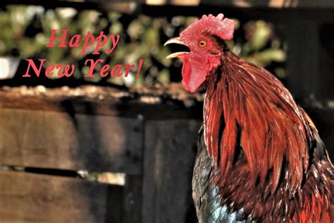Happy New Year Rooster Free Stock Photo Public Domain Pictures