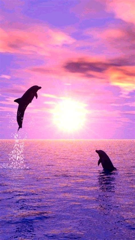 Pin By Meo On Sfondi Samsung Galaxy Nature Dolphins Sunset