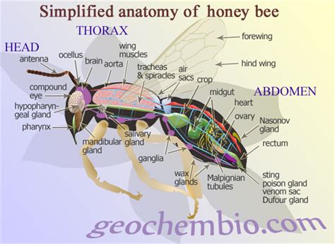 Anatomy Of A Bee Bee Keeping Honey Bee Bee