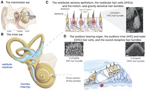Anatomy Of The Mammalian Ear And The Balance And Hearing Sensory