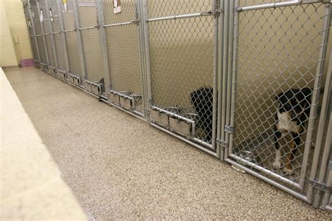 Whats The Best Flooring For A Dog Kennel