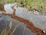 Fire Ants Raft Flood Photos