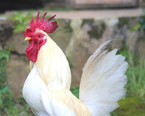 Serama Chicken Characteristics Origin Uses
