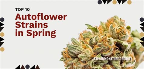 Top 10 Autoflower Strains In Spring Exploring Natures Bounty