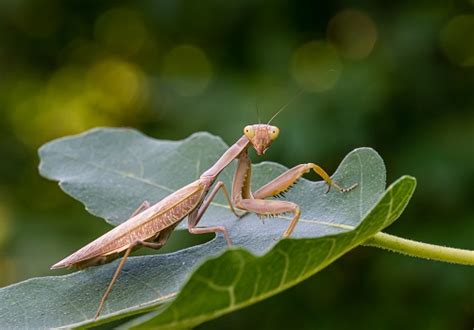 Praying Mantis Habitat