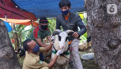 Foto Pemeriksaan Kesehatan Hewan Kurban Di Kota Tangerang Foto