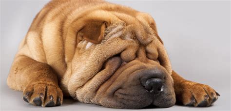 5 Wrinkly Dog Breeds Dogs With Adorable Wrinkly Faces
