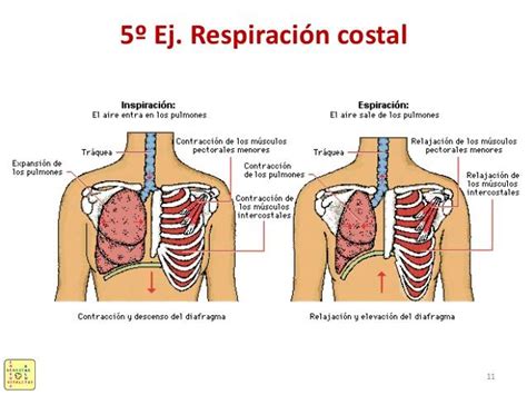 Tipos De Respiraci N Humana Resumen Im Genes Hot Sex Picture