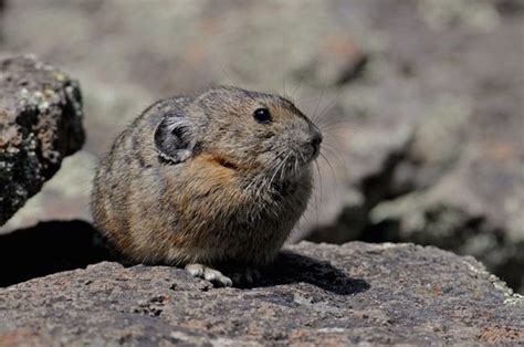 Photos Of The Pika North Americas Cutest Mammal Live Science