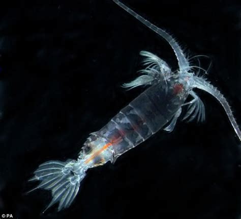 A Female Gaussia Princeps A Bathypelagic Copepod Deep Sea Creatures