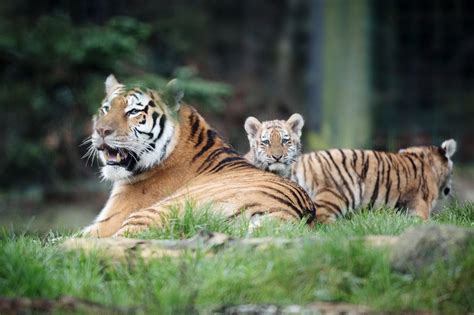 Dublin Zoo Gives First Look At Adorable Amur Tiger Cubs Irish Mirror
