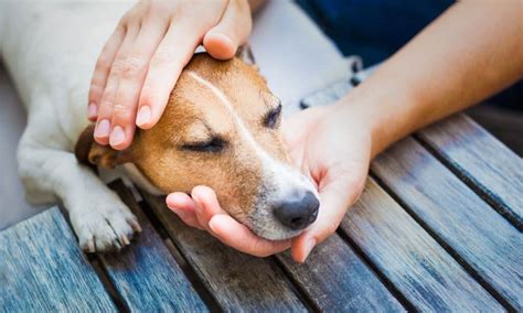 Love Petting Your Dog New Study Says It Boosts Brain Activity The