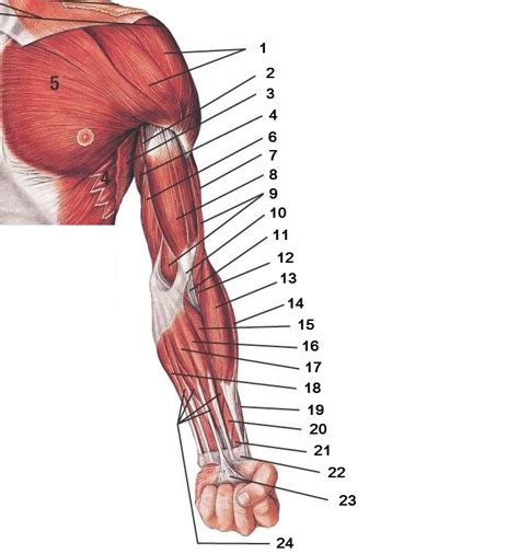 Usually as one muscle contracts (or shortens), the opposing muscle (known as the antagonist) elongates and vice versa. Muscles of Upper Extremity Quiz - Superficial Anterior