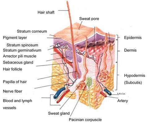 Cross section through the skin illustrating the epidermal. A schematic cross-section of human skin 9. | Download ...