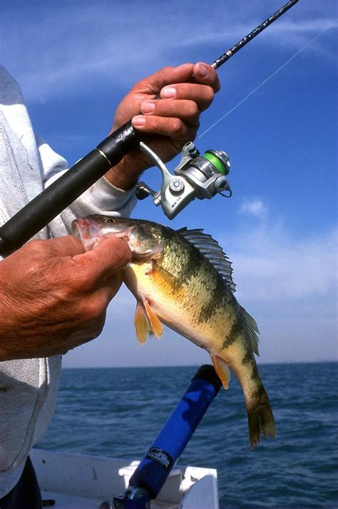 Lake Michigan perch population at center of Muskegon-area man's ...