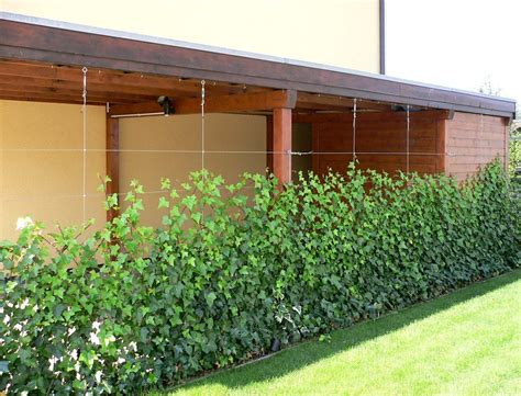 Viele menschen nutzen den eigenen balkon während der sommermonate als entspannungsort, wenn nicht genügend zeit für einen besuch im schwimmbad oder für das relaxen am badesee bleibt. Blickdichte Carport-Begrünung mit Drahtseilen ...