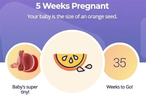 5 Weeks Pregnant What To Expect