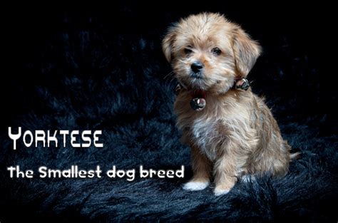 Top 10 Smallest Dog Breeds Hubpages