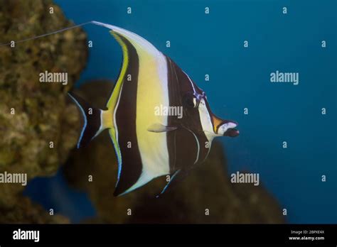 Moorish Idol The Type Of Fish Known As Gill In Finding Nemo Stock Photo