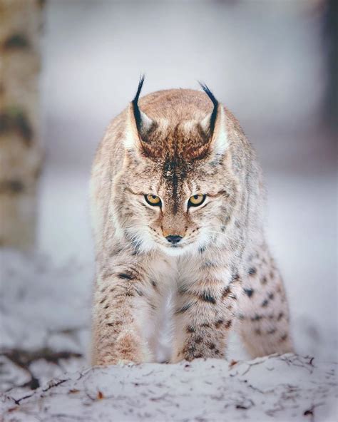 Cute Iberian Lynx