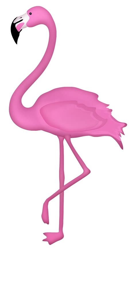 Flamingo Cartoon Png