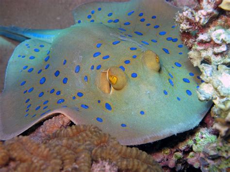 Blue Spotted Stingray Taeniura Lymma Beautiful Sea Creatures Ocean