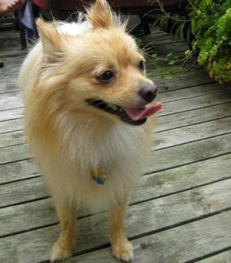 Pomeranian Chihuahua Terrier Mix Pets Lovers