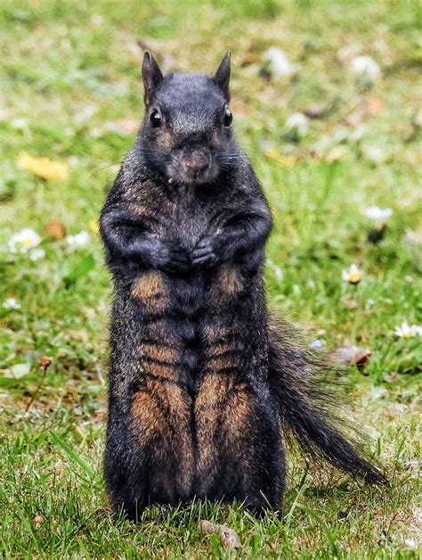 Muscular Squirrel