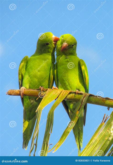 Green Parrots Lovely Couple Stock Image Image Of Bird Exotic 82833831