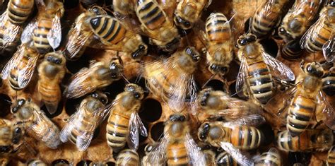 Dancing Bees Waggle Their Way To Happier Habitat Ensia