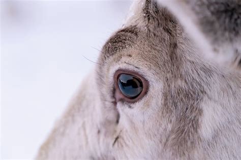 Reindeers Eyes Eye Color Change Color Change Tapetum Lucidum