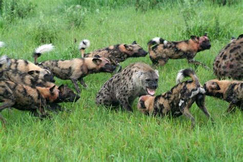 Young Spotted Hyena Hyena African Wildlife Wild Dogs