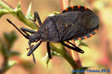 Hemiptera Heteroptera Coreidae Anasa Squash Bug A Urban Programs