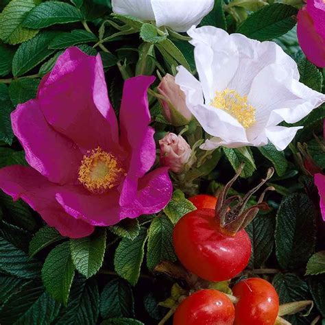 Rosa Rugosa Alba Fragrant Flowers Rose Varieties Heritage Rose