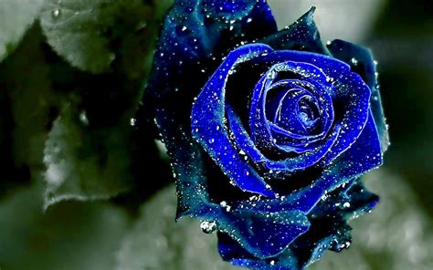 Blue Rose Wallpaper Dark Blue Rose Wallpaper 24507
