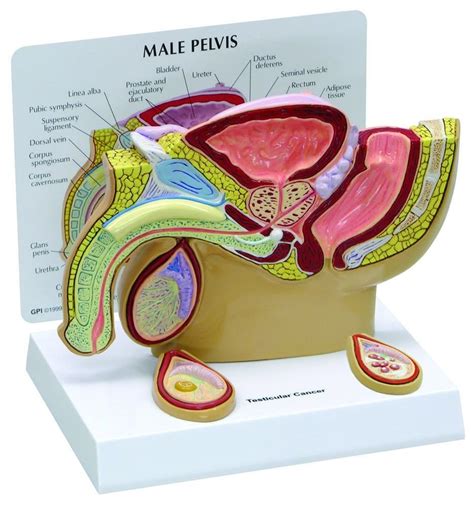 Male Pelvis W Testicular Cancer Anatomy Model 3570 Industrial And Scientific