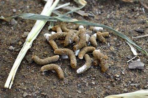 Adding chicken manure to your compost bin is a wise decision not only because it allows you to recycle soiled bedding, but its advantageous effects on your garden soil are for all of us backyard chicken keepers in the know, chicken manure is the paramount ingredient in creating great compost! Chicken Manure On Grass | Cromalinsupport