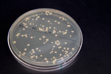 Scientists Building The World39s First Synthetic Yeast