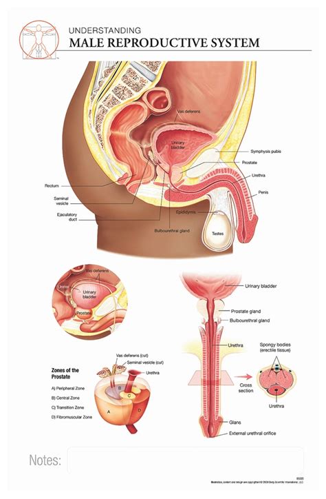 Body Scientific International Post It Anatomy Of Male Reproductive System Chart Fisher