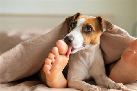 Why Do Dogs Lick Your Feet Vet Reviewed Reasons And Solutions Pet Keen