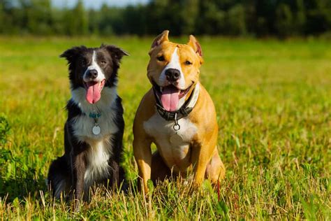 Border Collie Pitbull Mix 6 Best Ways To Keeping An Active Dog Happy