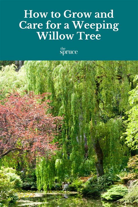 How To Grow And Care For A Weeping Willow Tree In 2023 Weeping Willow