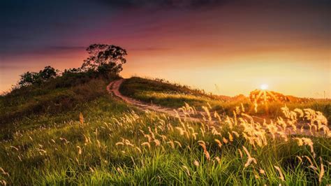 Grass Tree Hill Sunset