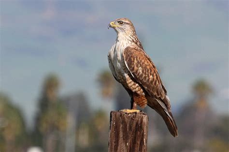 Ferruginous Hawk Habitat And Management Information Landpks
