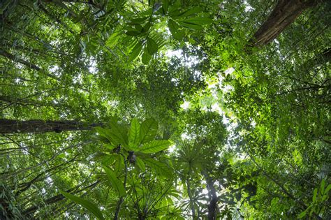 Rainforest trees canopy from above with aerial drone: Rainforest Canopy - Sfeervolle canvasprints - Photowall