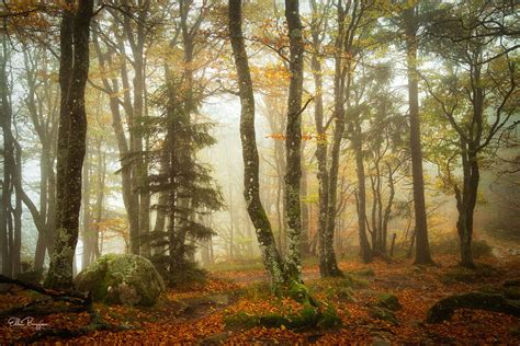 Ode To Autumn Autumn In A Foggy Mountain Forest Ellenborggreve