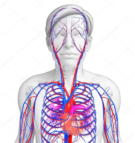 Male Heart Circulatory System Stock Photo By ©pixdesign123 55560217