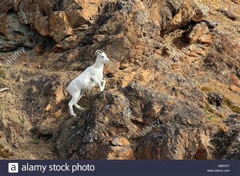 Rock Climbing Sheep Stock Photos And Rock Climbing Sheep Stock Images Alamy