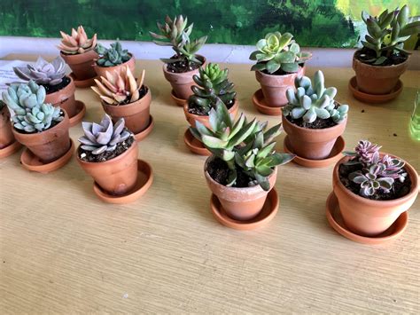 Mini Succulents In Terra Cotta Pot Common Scents Nursery